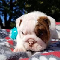 Health Tested English Bulldogs Available. image 5